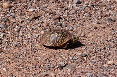 Terrapene ornata (ornate box turtle), DeBaca County, New Mexico