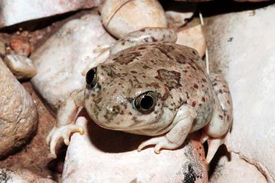 Spea multiplicata (New Mexico spadefoot toad), Eddy County, New Mexico