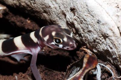 Juvie gecko closeup