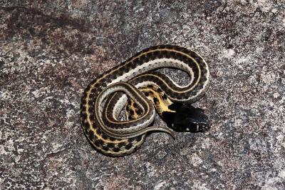 Thamnophis cyrtopsis (black neck garter snake), Eddy County, New Mexico