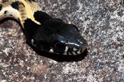 Thamnophis cyrtopsis (black neck garter snake) closeup, Eddy County, New Mexico