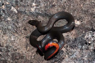 ringless Diadophis punctatus (prairie ringneck snake), Eddy County, New Mexico