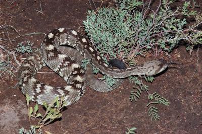 Crotalus molossus (blacktail rattlesnake), Eddy County, New Mexico