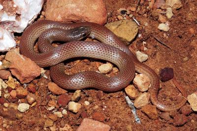 Sonora semiannulata (ground snake), Eddy County, New Mexico