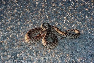 Pituophis catenifer (sonoran gophersnake), Eddy County, New Mexico