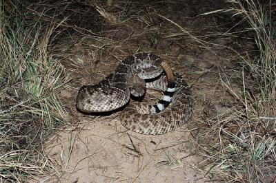 Crotalus atrox (western diamondback rattlesnake), Eddy County, New Mexico