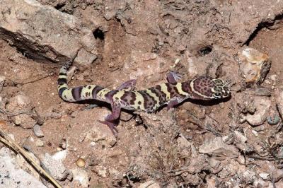 Female Male Coleonyx brevis (Texas banded gecko), Eddy County, New Mexico