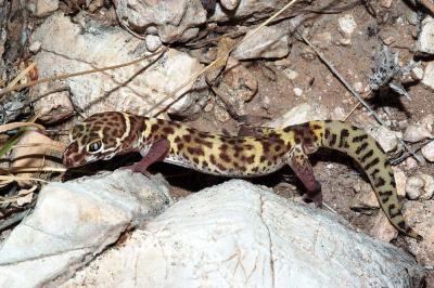 Male Coleonyx brevis (Texas banded gecko), Eddy County, New Mexico