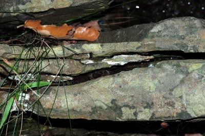 Bufo americanus (American toad) hiding in a rock crack, Washington county, Arkansas