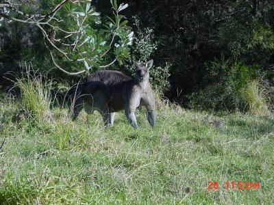 Except for giant grey kangaroos (about a 2-meter male)