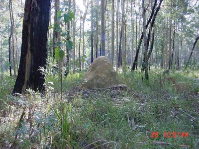 The first of many termite mounds we saw