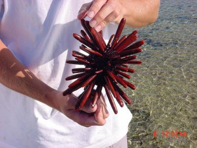 Very cool sea urchin