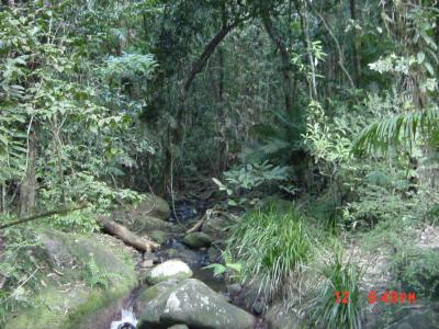 Typical creek in the rainforest