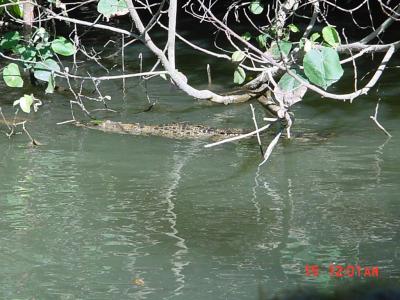 Crocodylus porosus, our first crocodile!  Just a juvie, but a sign of things to come.