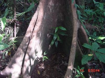 Buttress roots are always common in the rainforest no matter where you go