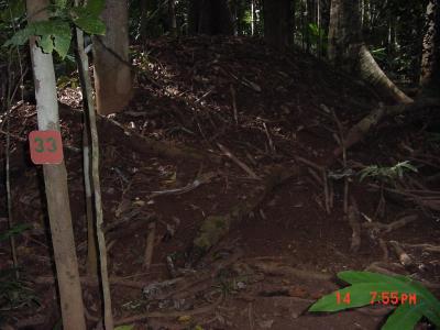 This mound is the nest of a brush turkey