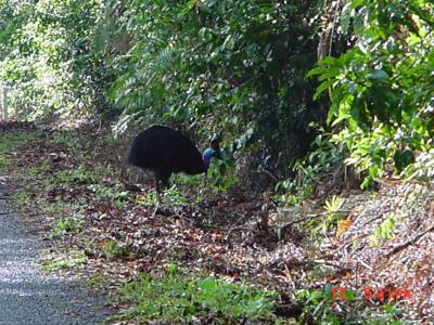 Possibly the defecator?  Dunno, but this is one of 50-odd wild Cassowaries in the area!