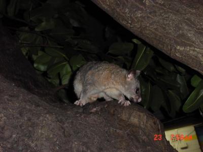 Brushtail possums inhabited the trees in Darwin.  Tourists feeding them incited an ugly incident of bigotry I was sad to witness