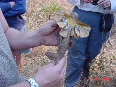 Frilled lizard in hand