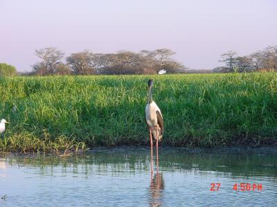 Jabiru stork in croc-infested waters