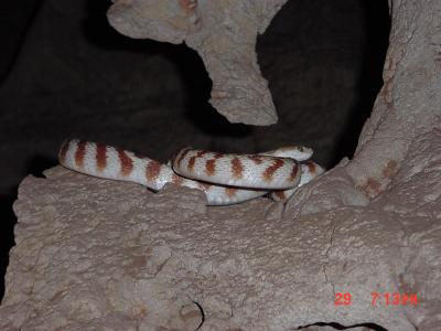 Boiga irregularis (brown treesnake) in a cave