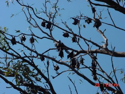 Katherine flying foxes- watch your head!