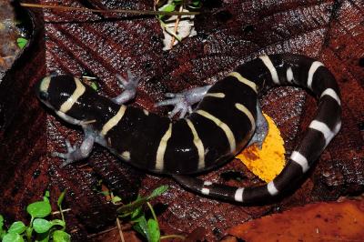 Ambystoma annulatum (ringed salamander) female, Washington county, Arkansas