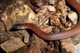 Tantilla gracilis (flathead snake), Boone county, Arkansas