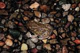 Male Scaphiopus couchii (Couchs spadefoot toad), DeBaca County, New Mexico