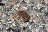 Bufo speciosus (Texas toad), Eddy County, New Mexico