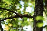 Crotalus horridus (timber rattlesnake) arboreal foraging (4 meters high), Madison county, Arkansas