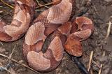 Agkistrodon contortrix (copperhead), Washington county, Arkansas