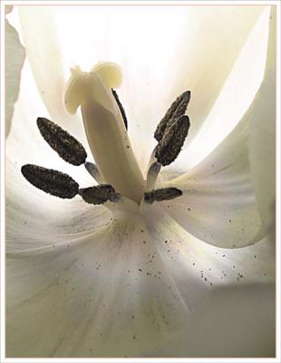 Ivory Nectar