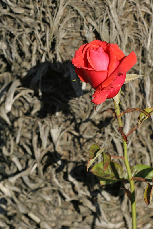 Cayuga Park 1