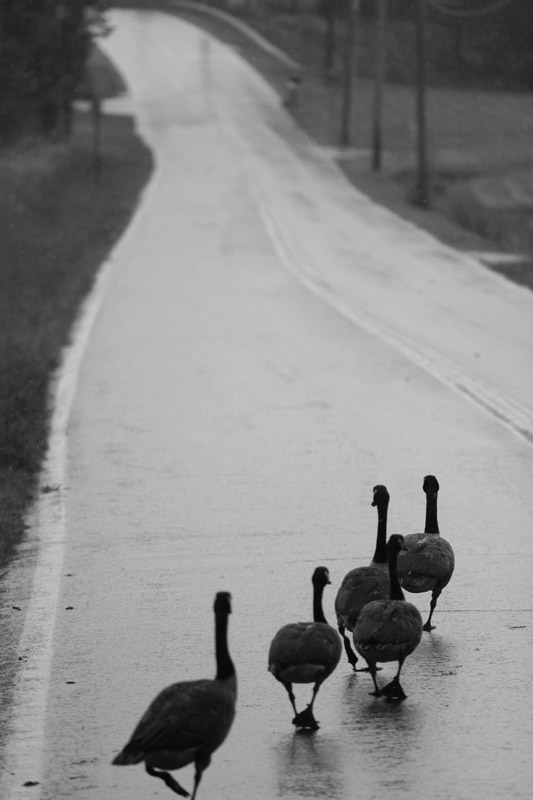 Geese 7 - B/W
