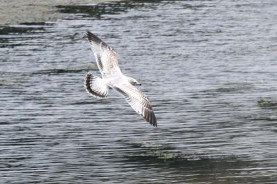 Seagull Swooping