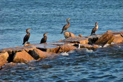 Nantucket Birds