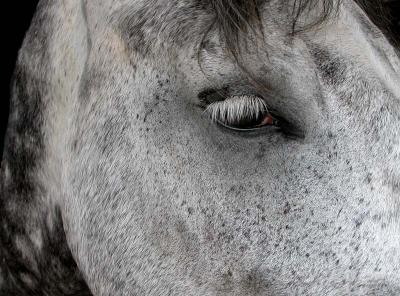 v3/24/539824/3/46503569.Animals030817altamontfair32a.jpg