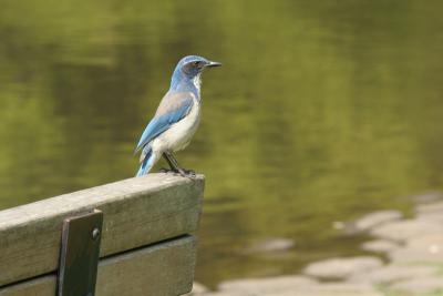 Blue Bird