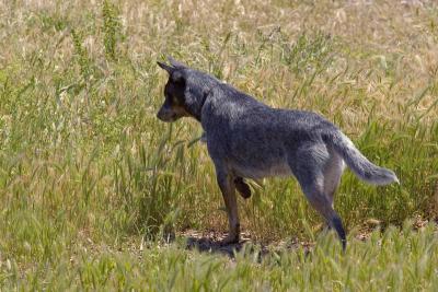 v3/24/539824/3/46503577.Animals050509ortfunston18a.jpg