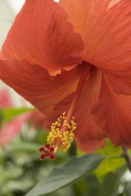 Conservatory 6