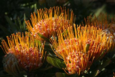 Protea 2