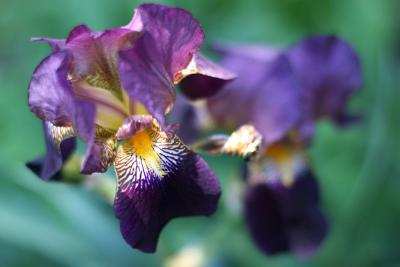 v3/24/539824/3/46508452.Flowers050530irises02.jpg