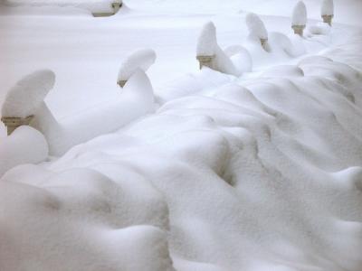 v3/24/539824/3/46655696.Nature030105snowstorm47a.jpg
