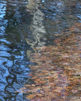 Beaver Pond