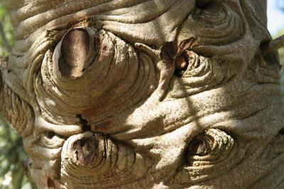 Tree Trunk