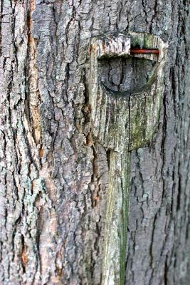 Tree Handle