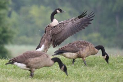 Geese 3