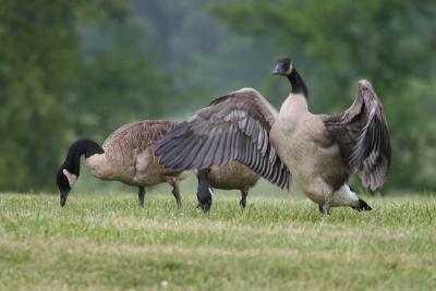 Geese 4