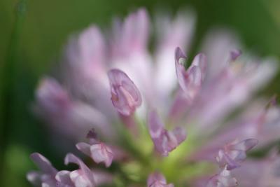 Flowering Clover